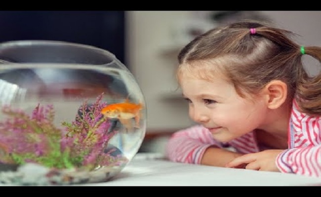Añadir peces suavemente a un tanque.. 0