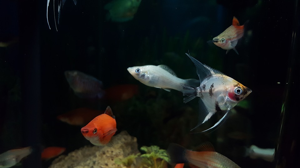 cuidado del acuario. 0