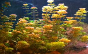 Cuidado de la planta de Cabomba: hojas verdes, moradas y rojas - Tu